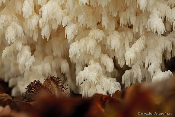 Paddenstoelen, Bart Fotografie-0696