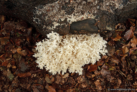 Paddenstoelen, Bart Fotografie-0698