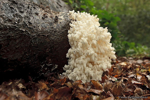 Paddenstoelen, Bart Fotografie-0699