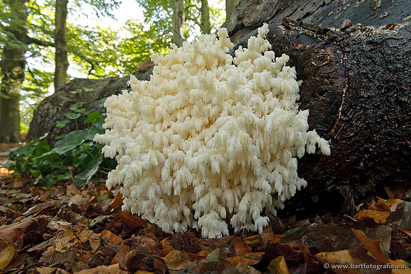 Paddenstoelen, Bart Fotografie-0700