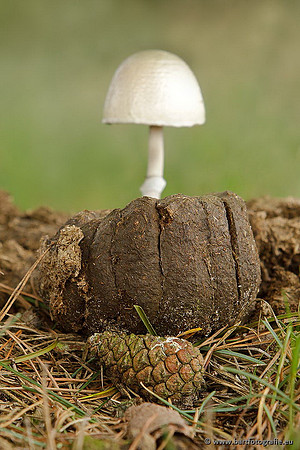 Paddenstoelen, Bart Fotografie-0701