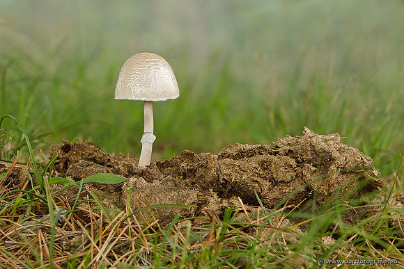Paddenstoelen, Bart Fotografie-0702