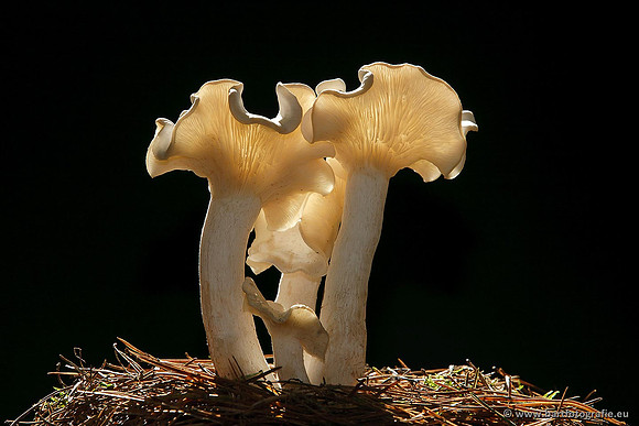 Paddenstoelen, Bart Fotografie-0703