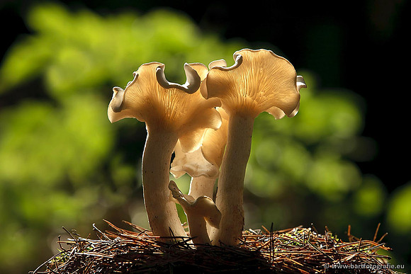 Paddenstoelen, Bart Fotografie-0704
