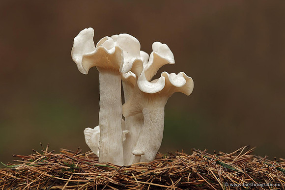 Paddenstoelen, Bart Fotografie-0705
