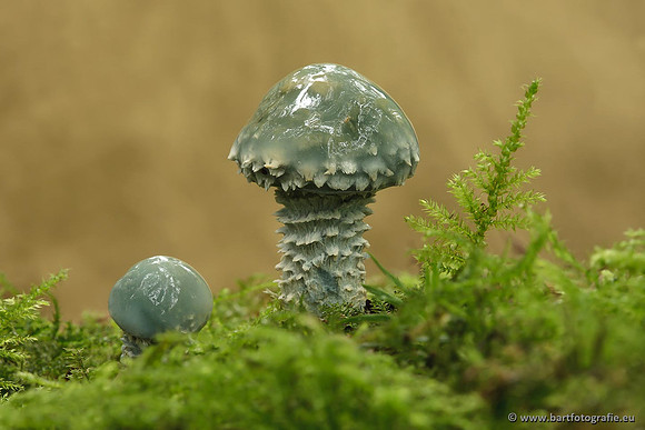 Paddenstoelen, Bart Fotografie-0706