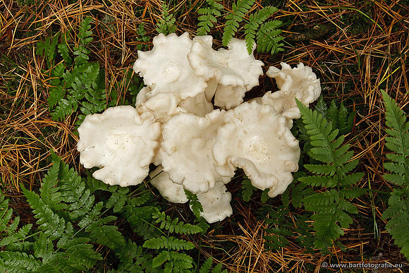 Paddenstoelen, Bart Fotografie-0707