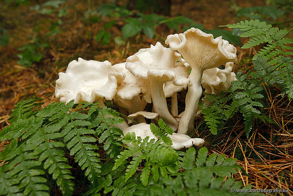 Paddenstoelen, Bart Fotografie-0708