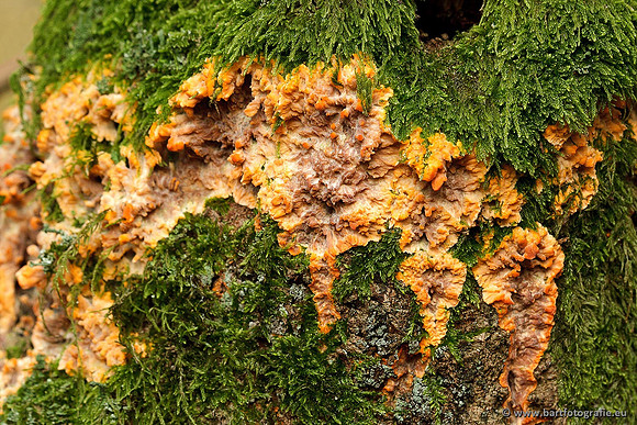 Paddenstoelen, Bart Fotografie-0709