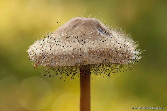 Paddenstoelen, Bart Fotografie-0710