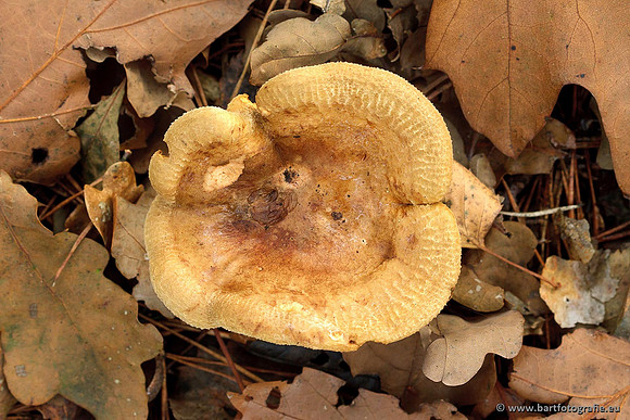 Paddenstoelen, Bart Fotografie-0711