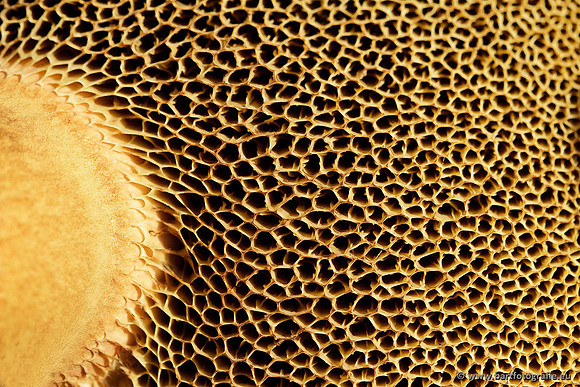 Paddenstoelen, Bart Fotografie-0712