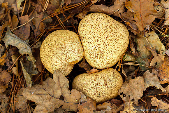 Paddenstoelen, Bart Fotografie-0713