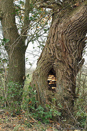 Paddenstoelen, Bart Fotografie-0714