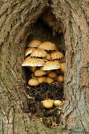 Paddenstoelen, Bart Fotografie-0715