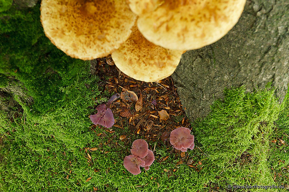 Paddenstoelen, Bart Fotografie-0716