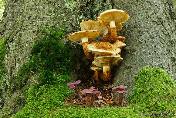 Paddenstoelen, Bart Fotografie-0717
