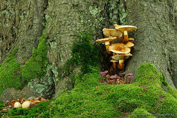 Paddenstoelen, Bart Fotografie-0719