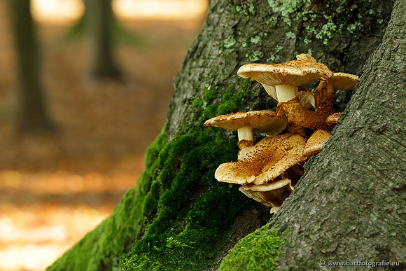 Paddenstoelen, Bart Fotografie-0718
