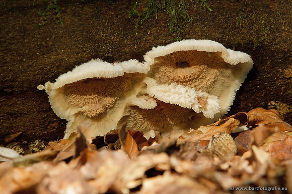 Paddenstoelen, Bart Fotografie-0720