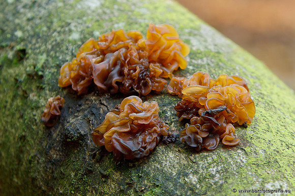 Paddenstoelen, Bart Fotografie-0721