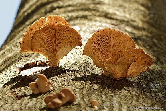 Paddenstoelen, Bart Fotografie-0722