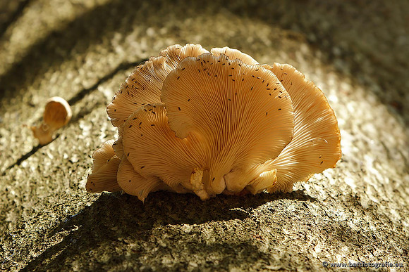 Paddenstoelen, Bart Fotografie-0723