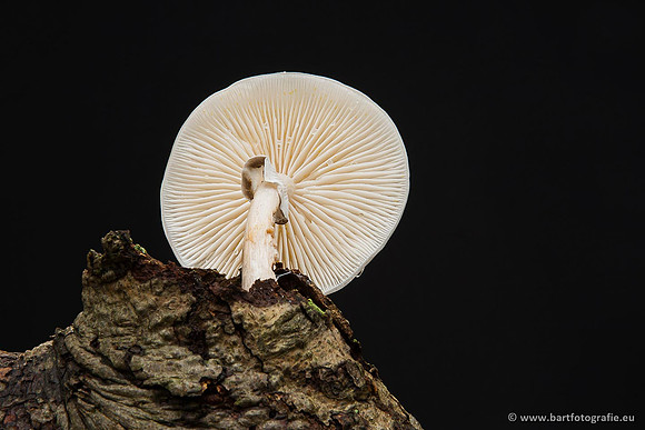 Paddenstoelen, Bart Fotografie-0724