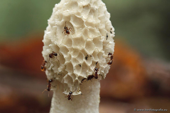 Paddenstoelen, Bart Fotografie-0725