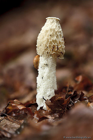 Paddenstoelen, Bart Fotografie-0727