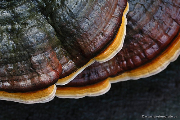 Paddenstoelen, Bart Fotografie-0728