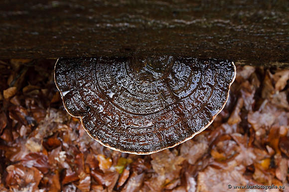 Paddenstoelen, Bart Fotografie-0729