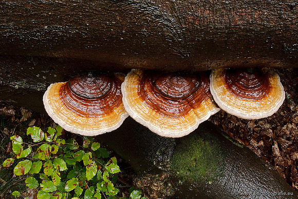Paddenstoelen, Bart Fotografie-0730