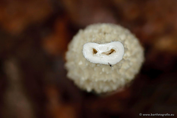 Paddenstoelen, Bart Fotografie-0726