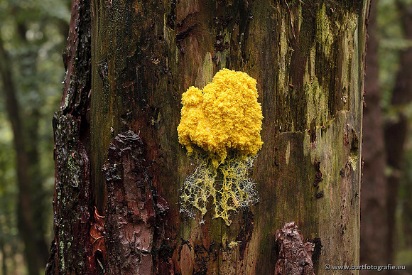 Paddenstoelen, Bart Fotografie-0731