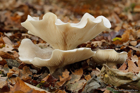 Paddenstoelen, Bart Fotografie-0732
