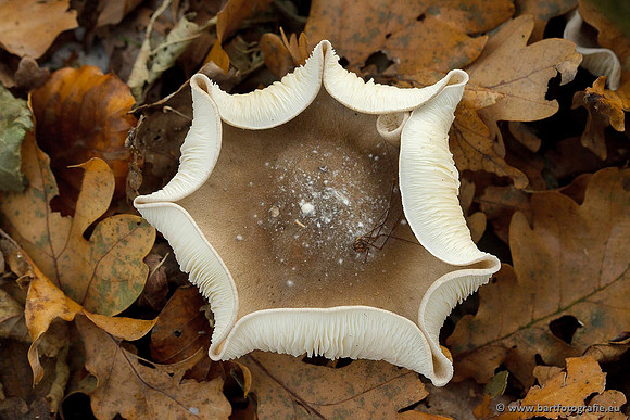 Paddenstoelen, Bart Fotografie-0733