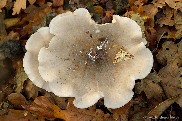 Paddenstoelen, Bart Fotografie-0734