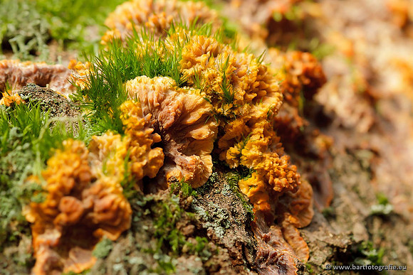 Paddenstoelen, Bart Fotografie-0736