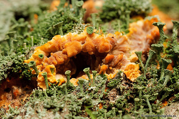 Paddenstoelen, Bart Fotografie-0737