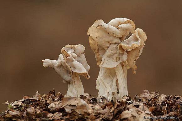 Paddenstoelen, Bart Fotografie-0738
