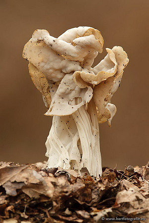 Paddenstoelen, Bart Fotografie-0739
