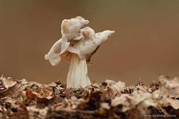 Paddenstoelen, Bart Fotografie-0740