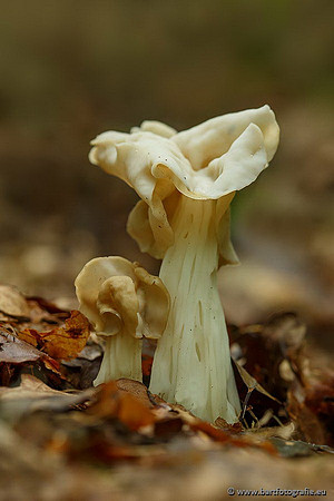 Paddenstoelen, Bart Fotografie-0741