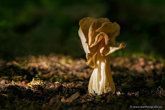 Paddenstoelen, Bart Fotografie-0742