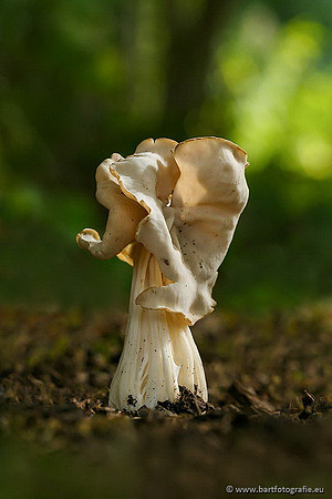 Paddenstoelen, Bart Fotografie-0743
