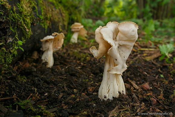 Paddenstoelen, Bart Fotografie-0744