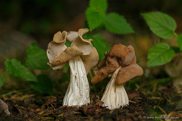Paddenstoelen, Bart Fotografie-0745