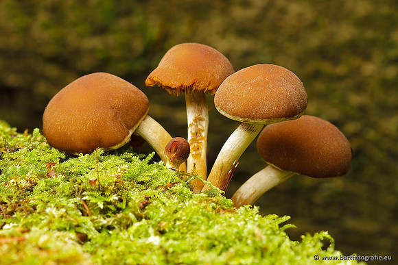 Paddenstoelen, Bart Fotografie-0746