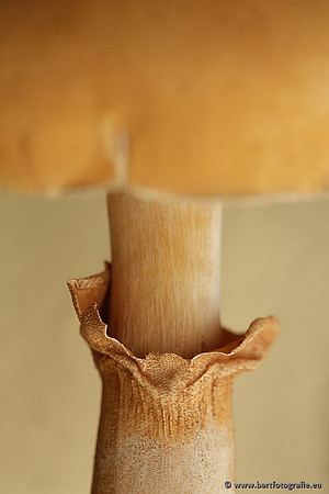 Paddenstoelen, Bart Fotografie-0747